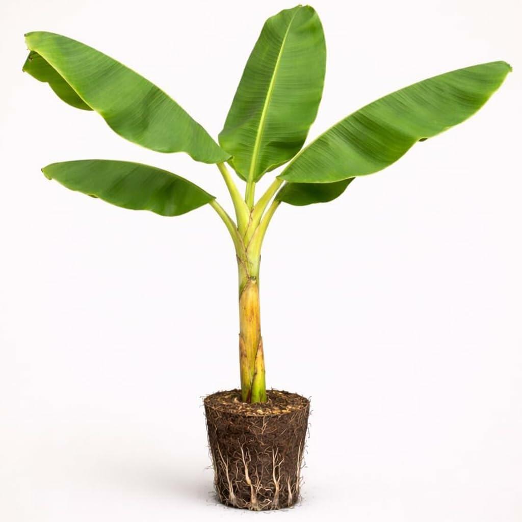 PLANT NOOK Mysore Banana Live Plant Starter Plug 2-Pack | Sweet Small Dessert Banana Variety | Home Orchard Patio Container Banana | Full Sun Tropical Fruit Plant
