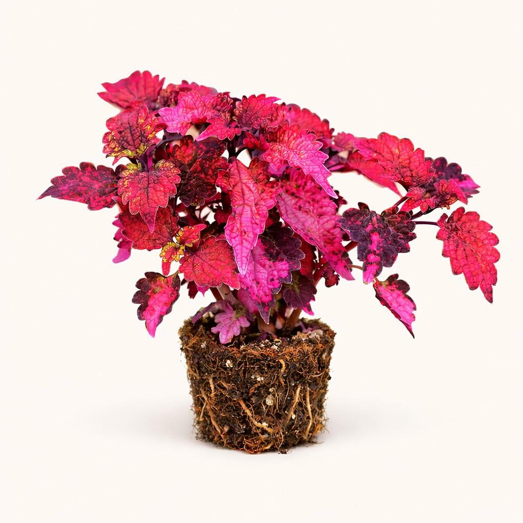 PLANT NOOK Coleus Florida Sun Rose Live Plant Starter Plug 2-Pack | Rose Pink Leaves with Burgundy and Green Speckles | Sun to Shade Foliage Plant | Patio Container Color