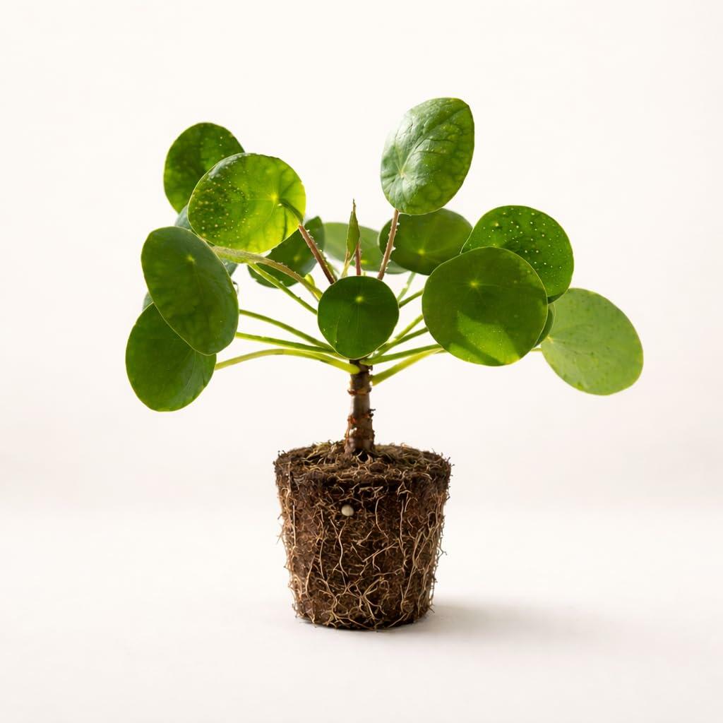 PLANT NOOK Chinese Money Plant Live Starter Plant | Pilea peperomioides Houseplant | Round Coin Leaves | Easy Indoor Plant for Home Office