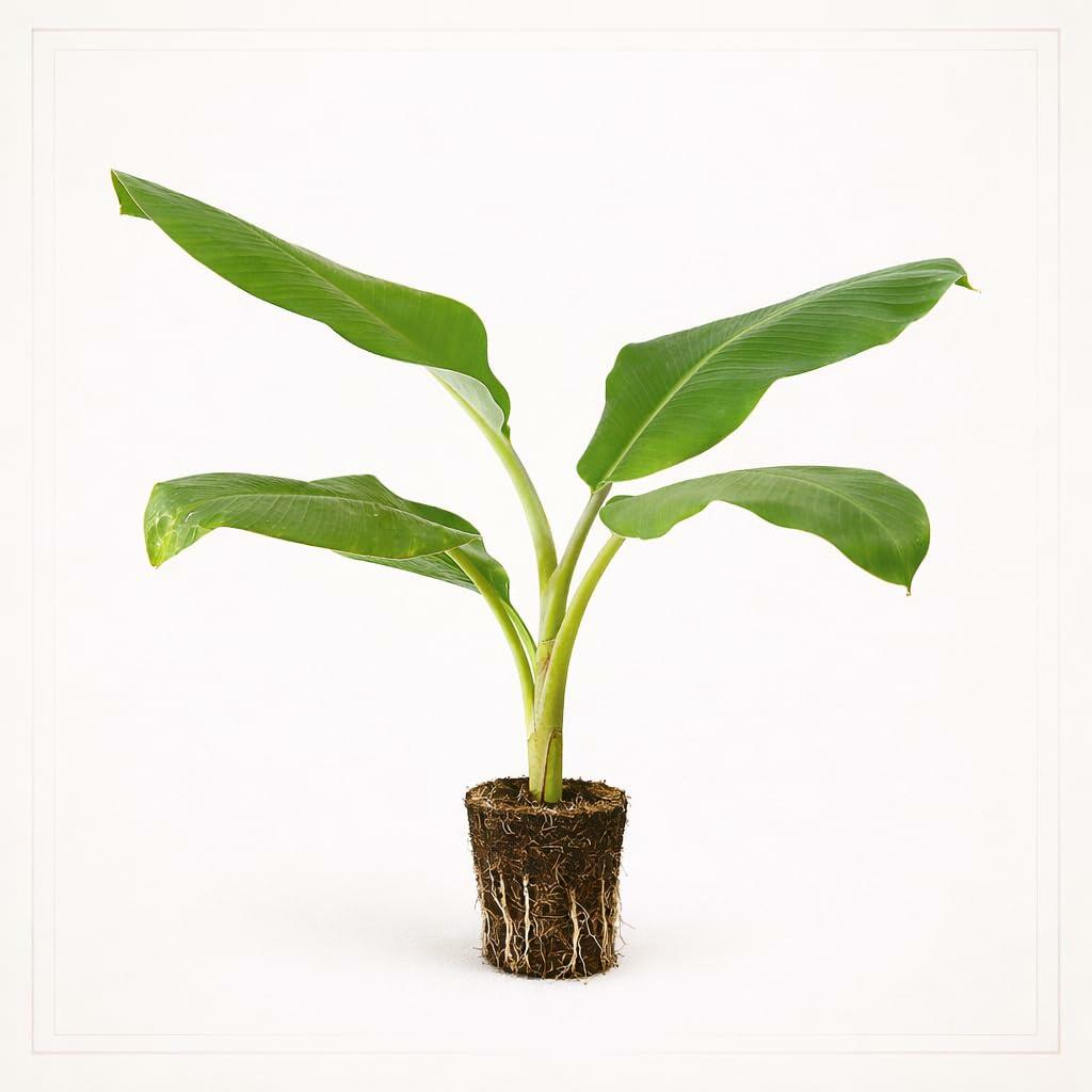 PLANT NOOK Ice Cream Banana Blue Java Live Plant Starter Plug 2-Pack | Cold Tolerant Fruiting Banana with Creamy Vanilla Like Flavor | Patio Container Tropical Plant | Full Sun