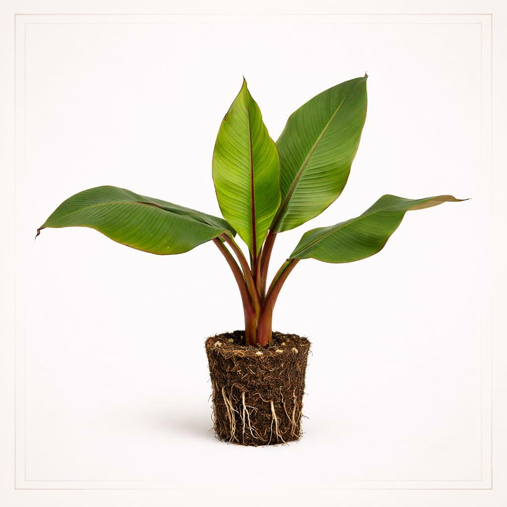 PLANT NOOK Musa Red Banana (Morelle Ensete) Live Plant Starter Plug 2-Pack | Dramatic Red Tropical Foliage Plant for Patio Pots and Landscapes | Full Sun to Part Shade