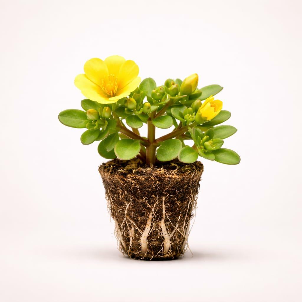PLANT NOOK Portulaca Jumbo Yellow Live Plant Starter Plug 2-Pack | Bright Yellow Moss Rose Flowers | Full Sun Heat Tolerant Groundcover for Pots Borders