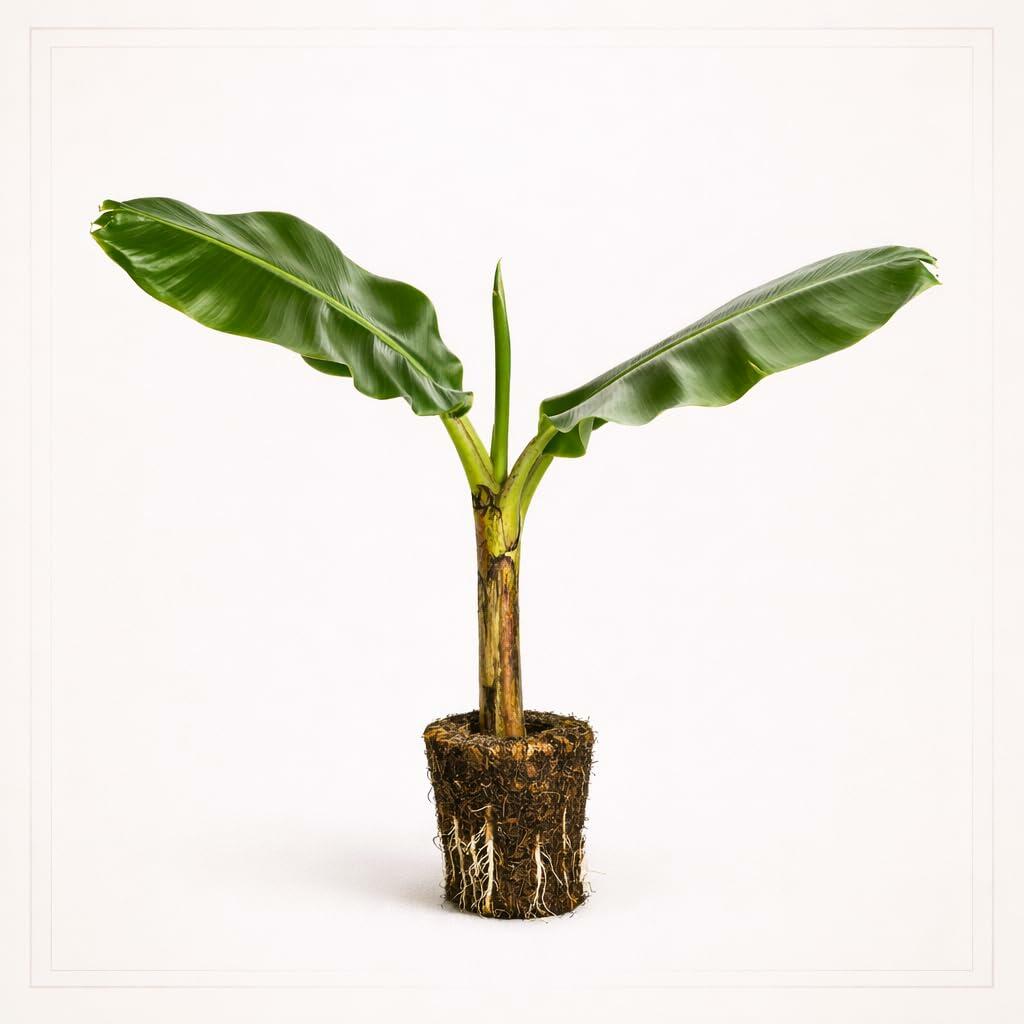 PLANT NOOK Hardy Banana Musa basjoo Live Plant Starter Plug 2-Pack | Cold Hardy Tropical Look Plant for Landscapes and Patio Pots | Full Sun to Part Shade