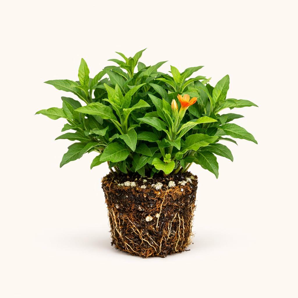 PLANT NOOK Crossandra Florida Sunset Live Plant Starter Plug 2-Pack | Orange Firecracker Flower | Tropical Blooming Plant for Containers | Part Shade Color