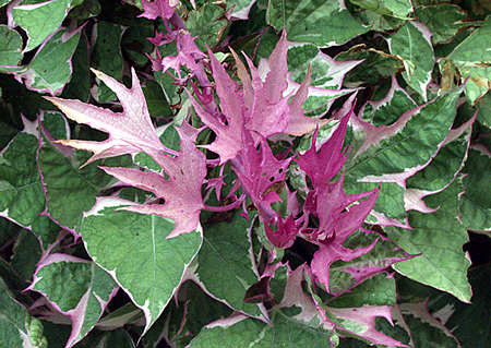 Sweet Potatoes Ipomoea "Tri-Color"